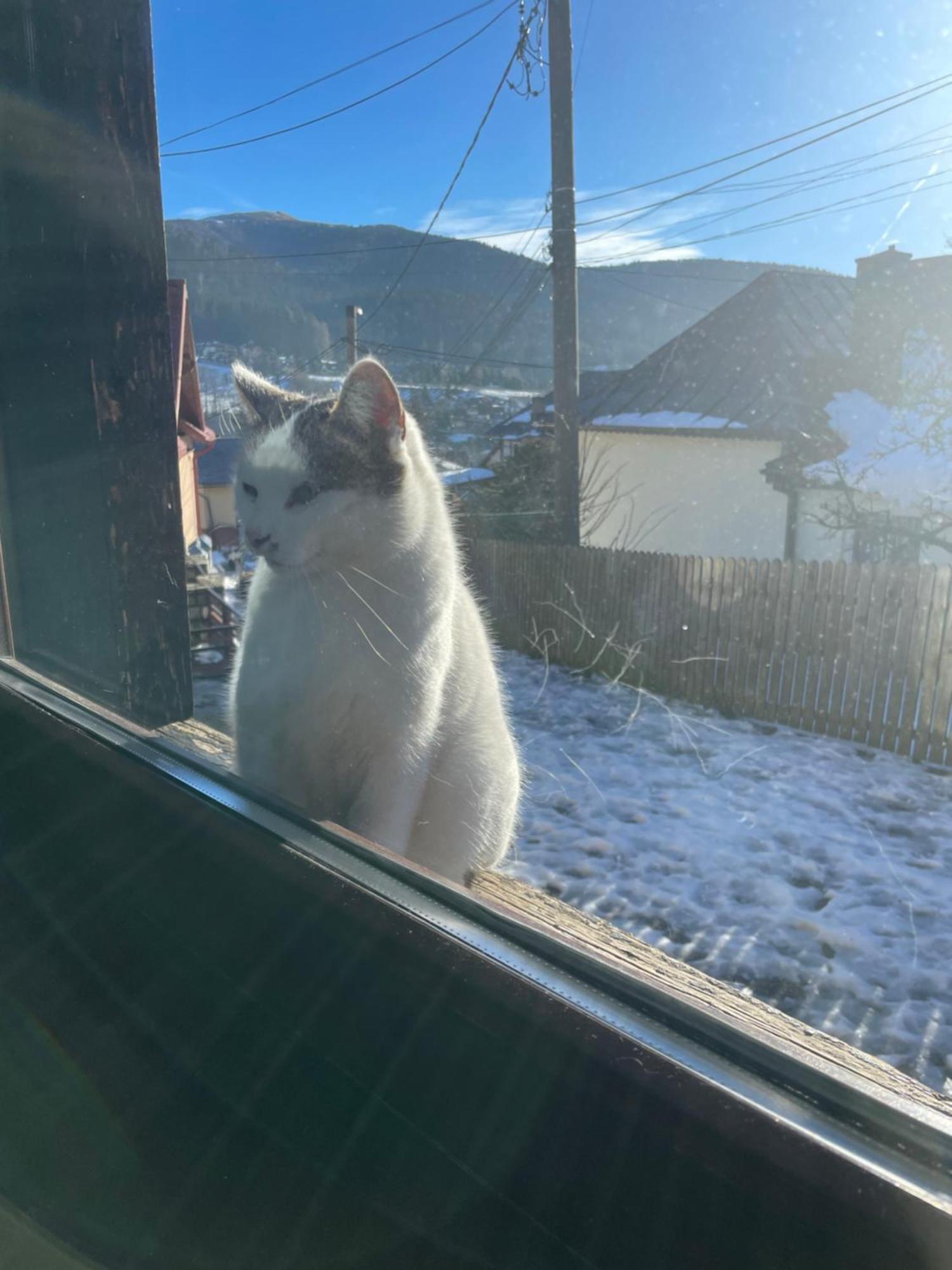 Casuta De Piatra Villa Buşteni Buitenkant foto